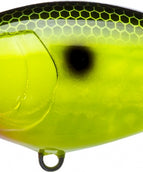 Black Back Chartreuse (BLCL)