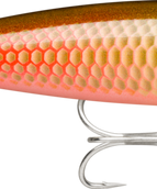 Arapaima (APM)