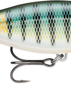 Gilded Blue Gill (GDBG)