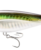 OBS - OLIVE BACK SHAD