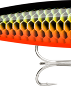 Red Dragon Arowana (RDAW)