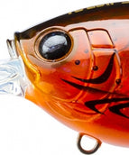 Translucent Brown Crawfish