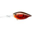 Translucent Brown Crawfish