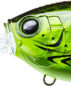 Translucent Green Crawfish