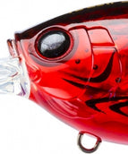 Translucent Red Crawfish