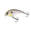GIZZARD SHAD