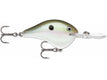 Green Gizzard Shad (GGSD)